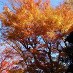 嬉しい知らせが続々と。